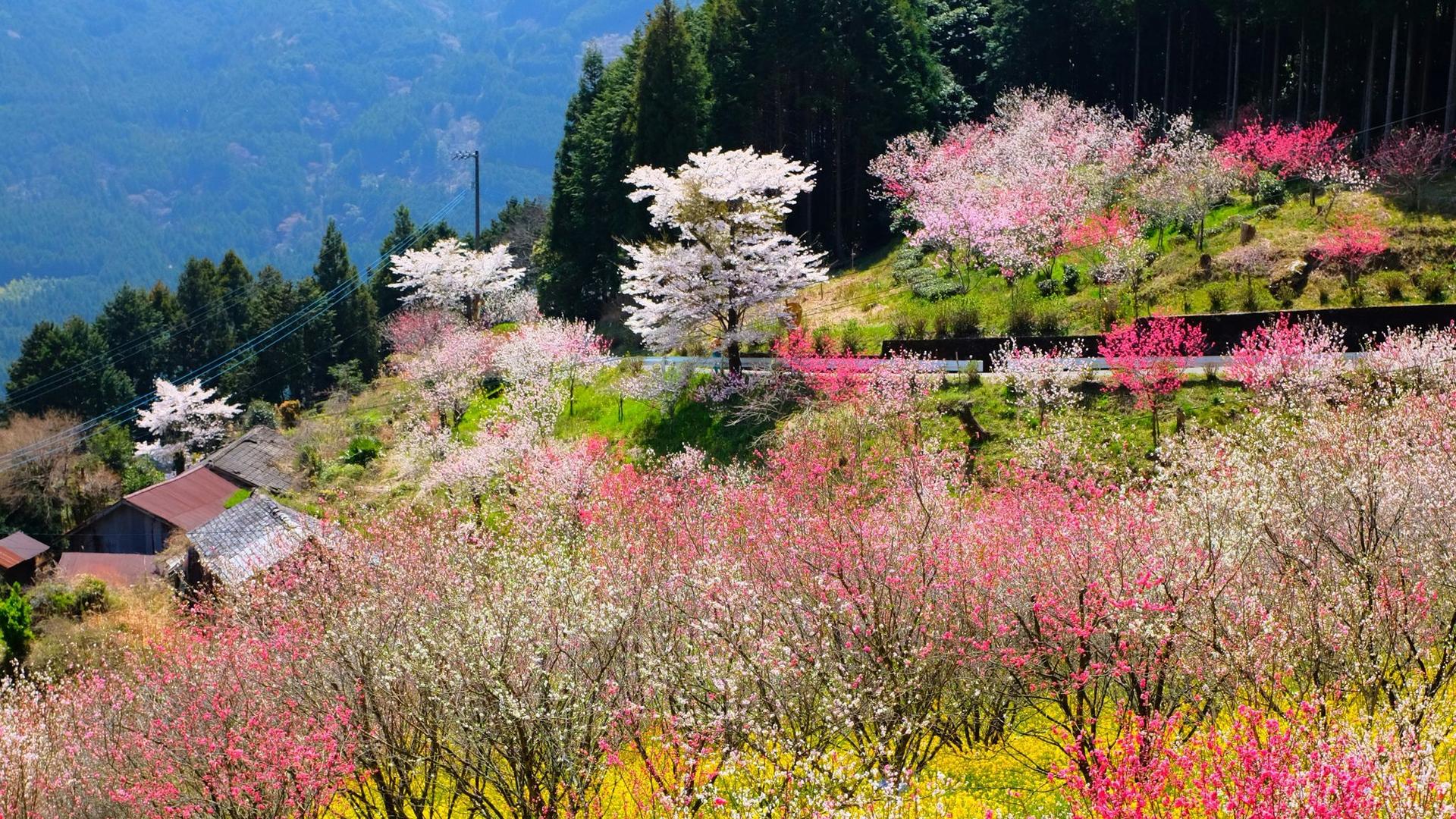 Spring in Kumakōgen