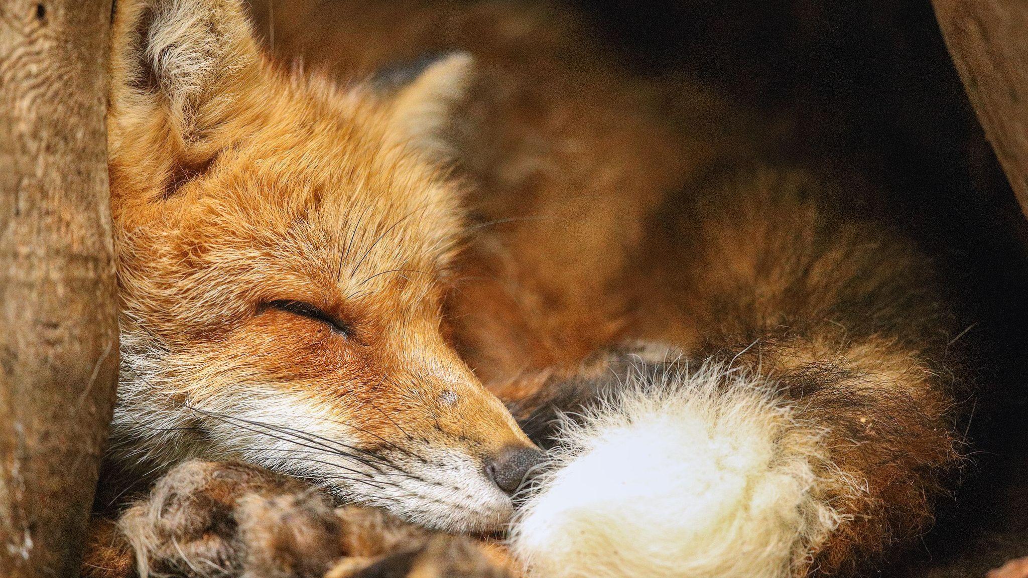 Sleeping Red fox at Zao Fox Village