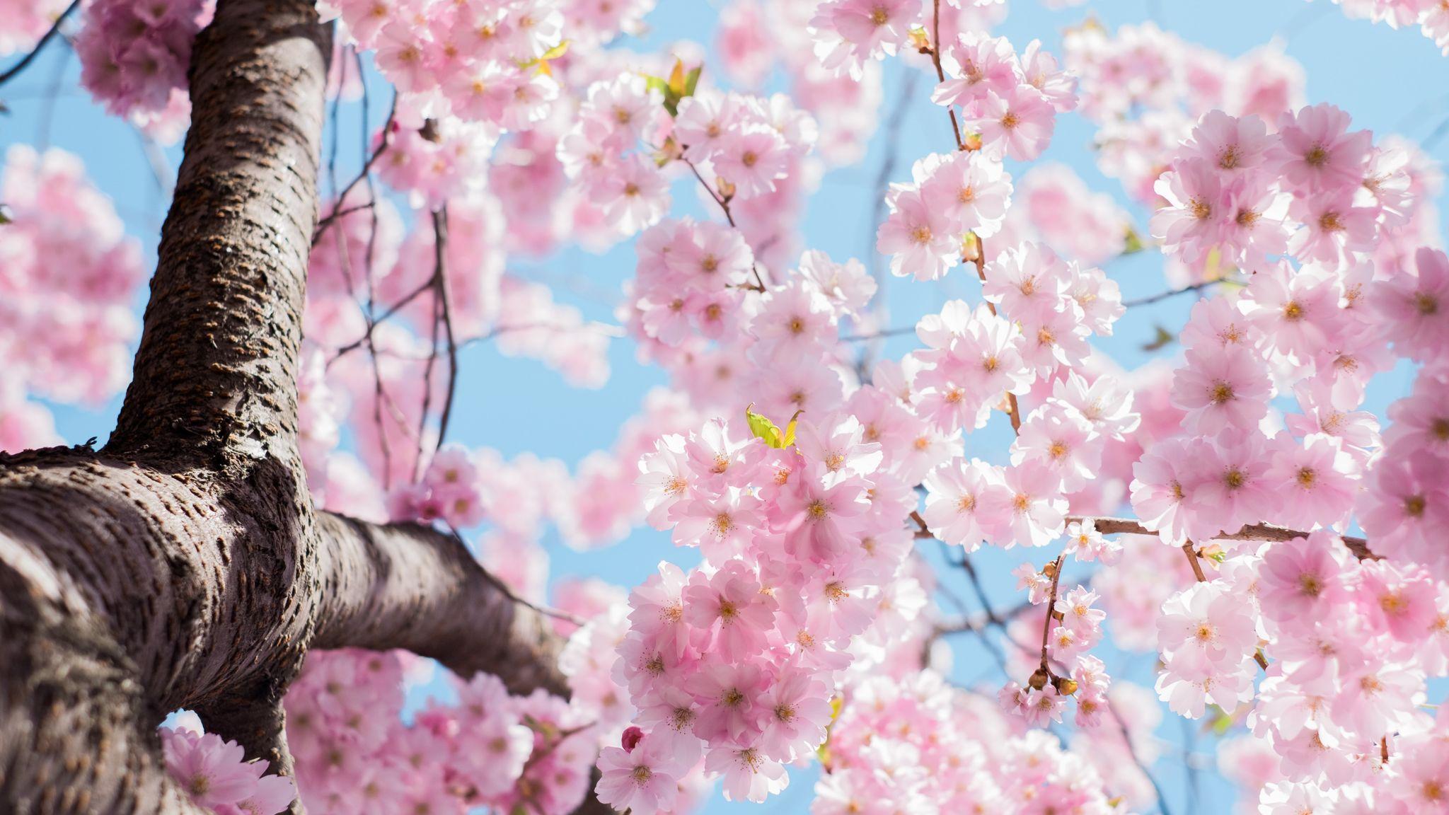 Cherry Blossom - symbolic image