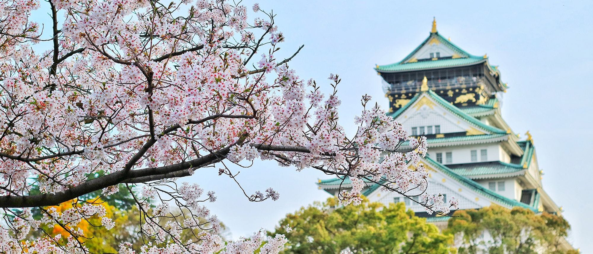 Osaka Castle during cherry blossom season