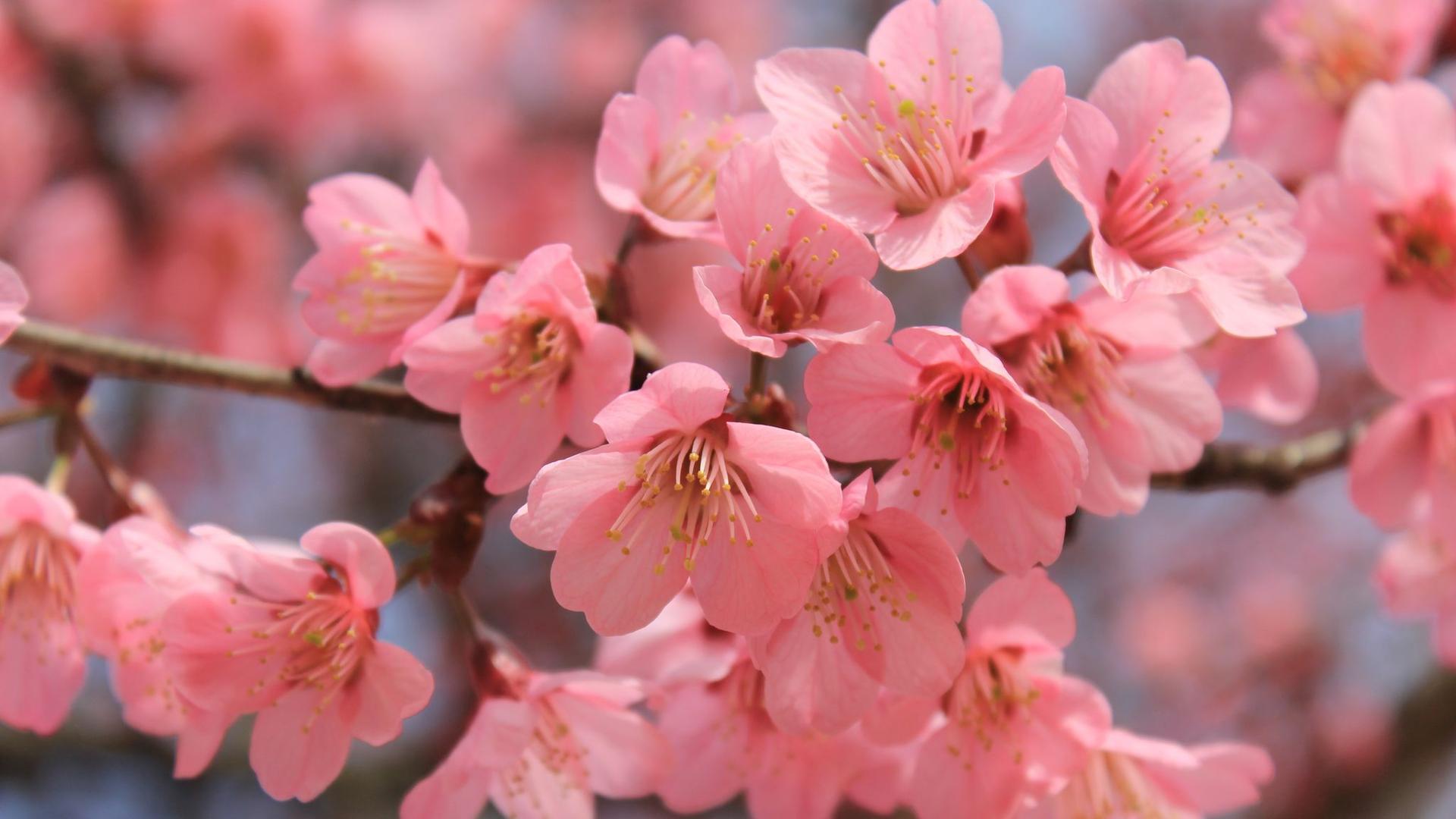 Cherry Blossom in Hakusan Shrine & Hakusan Park