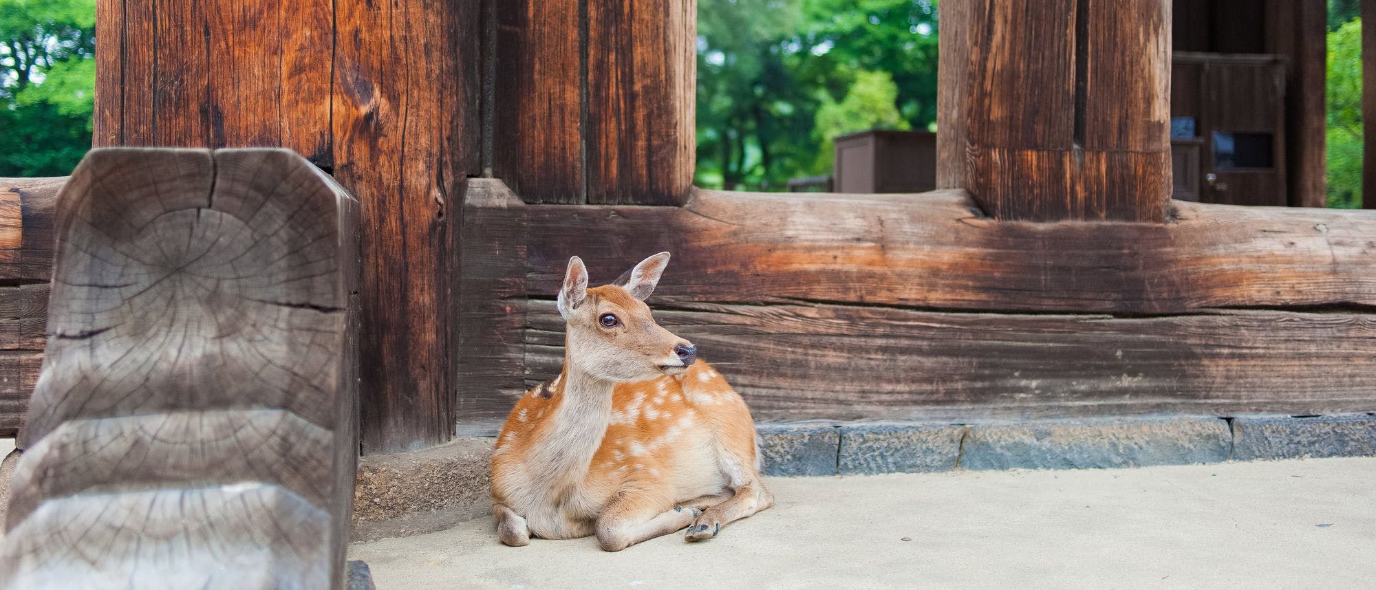 Deer in Nara, Nara Prefecture