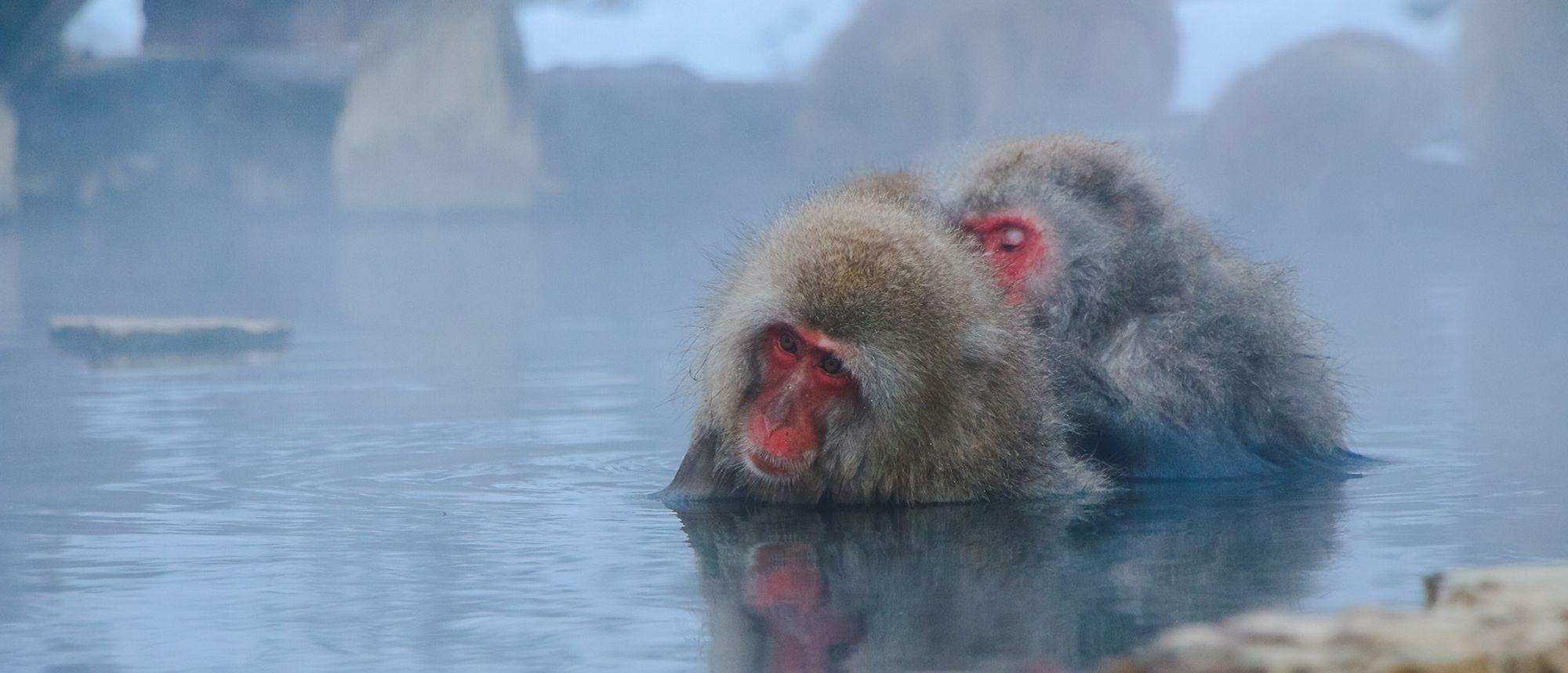 Two Japanese macaque taking a bath in Nagawa, Nagano