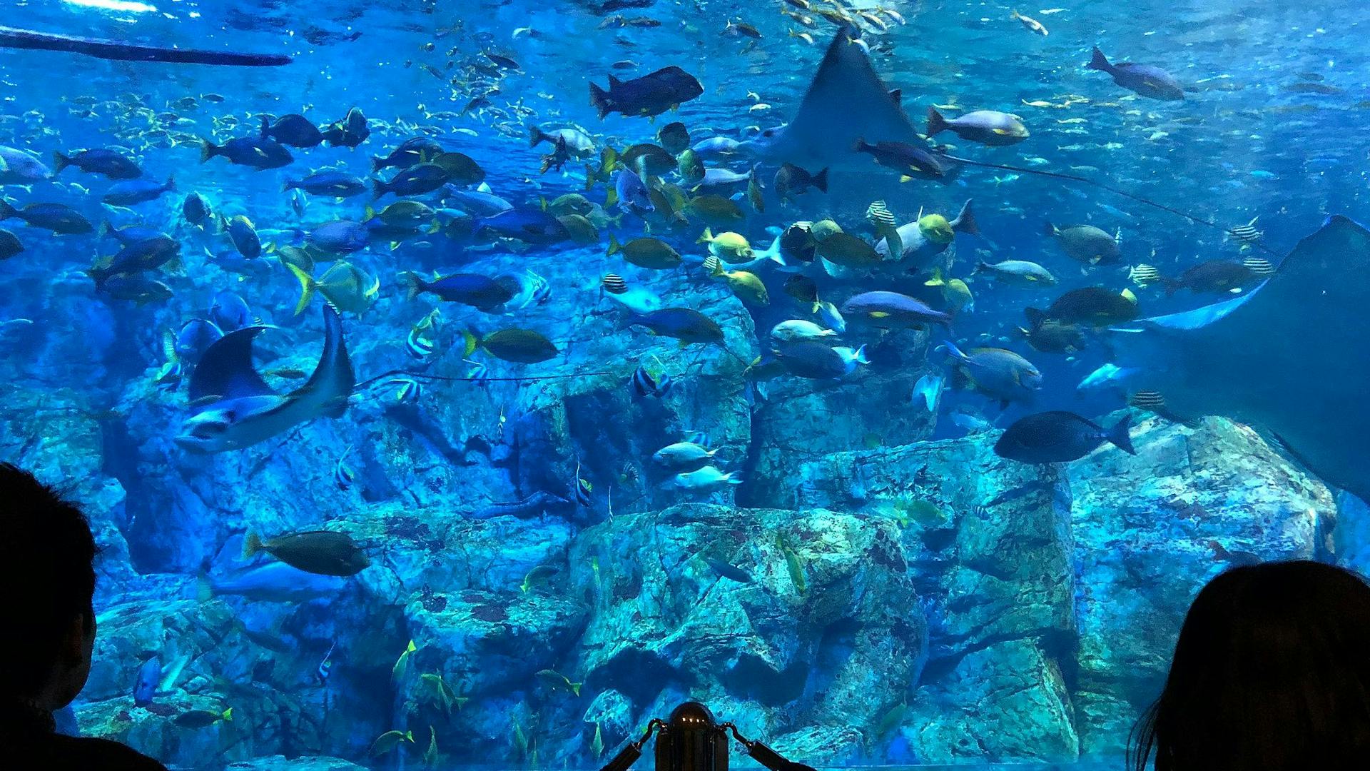 Oita Marine Palace Aquarium "Umitamago"
