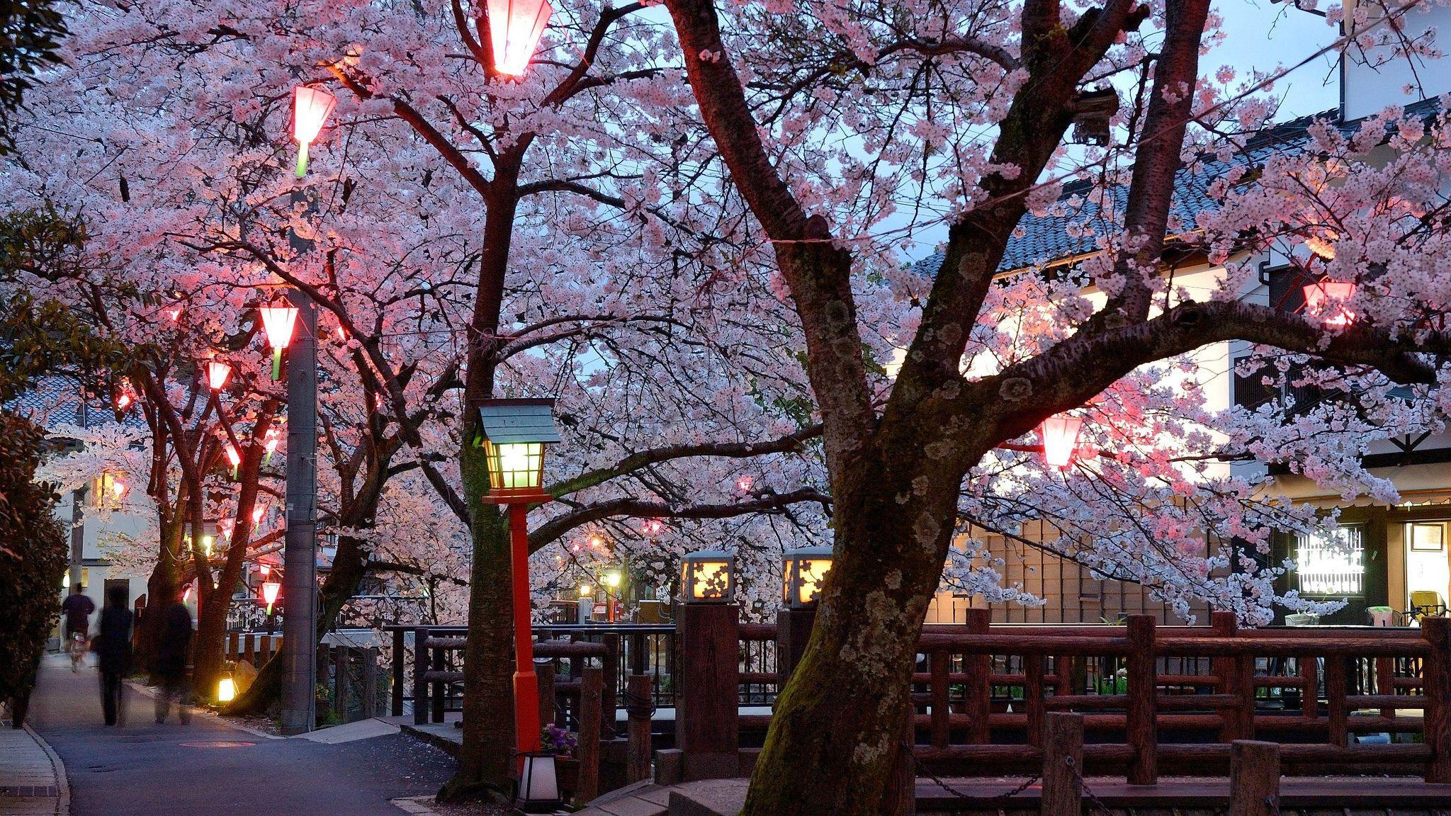 Kinosaki Onsen during Cherry Blossom Season