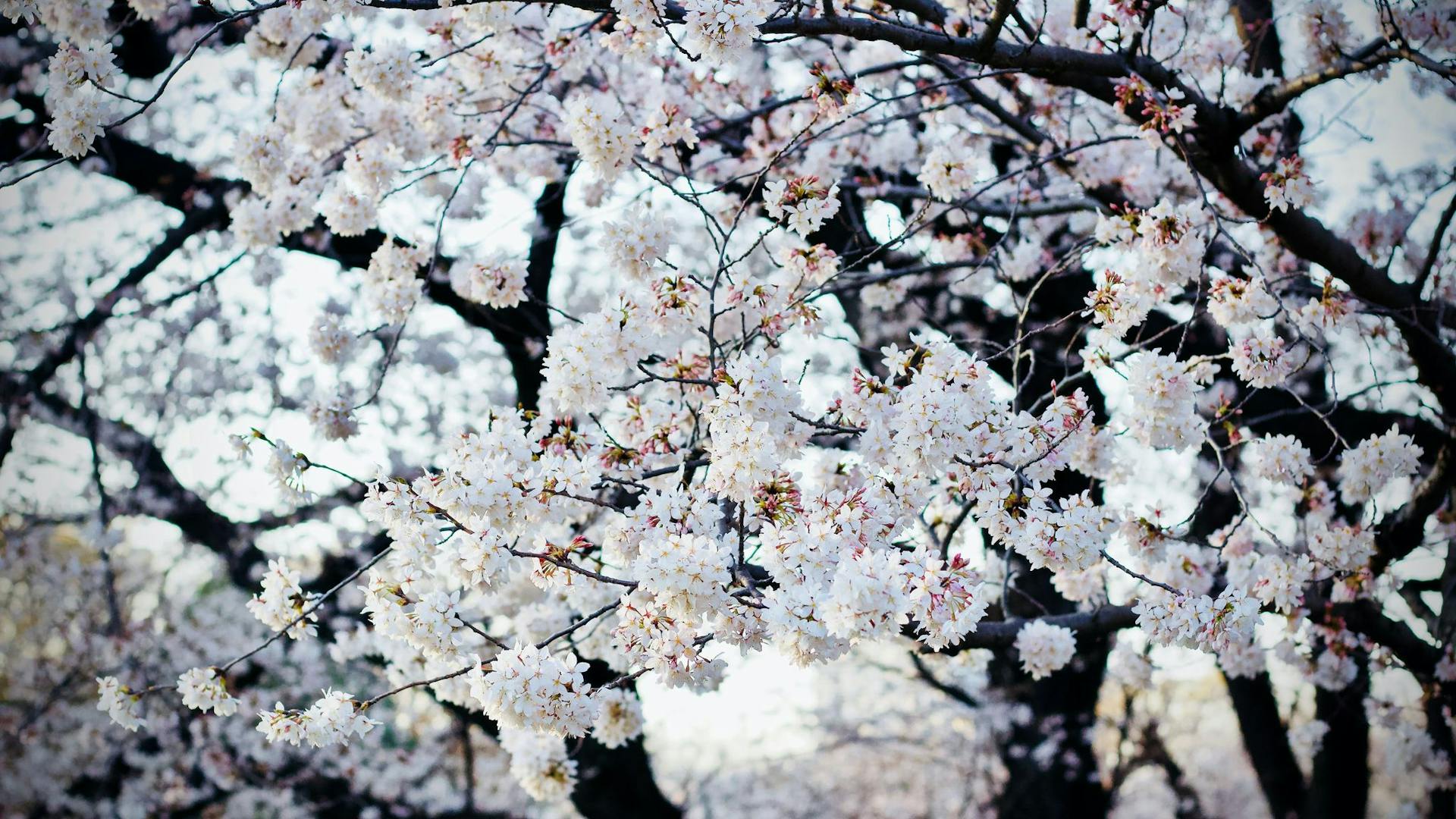 Rojo Park Cherry Blossoms