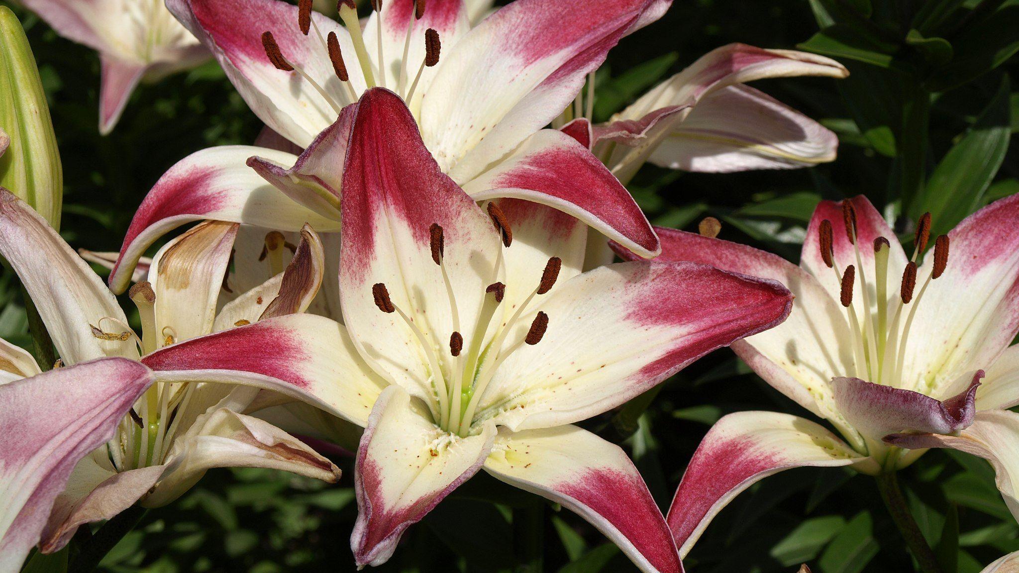 Lily flowers - symbolic image