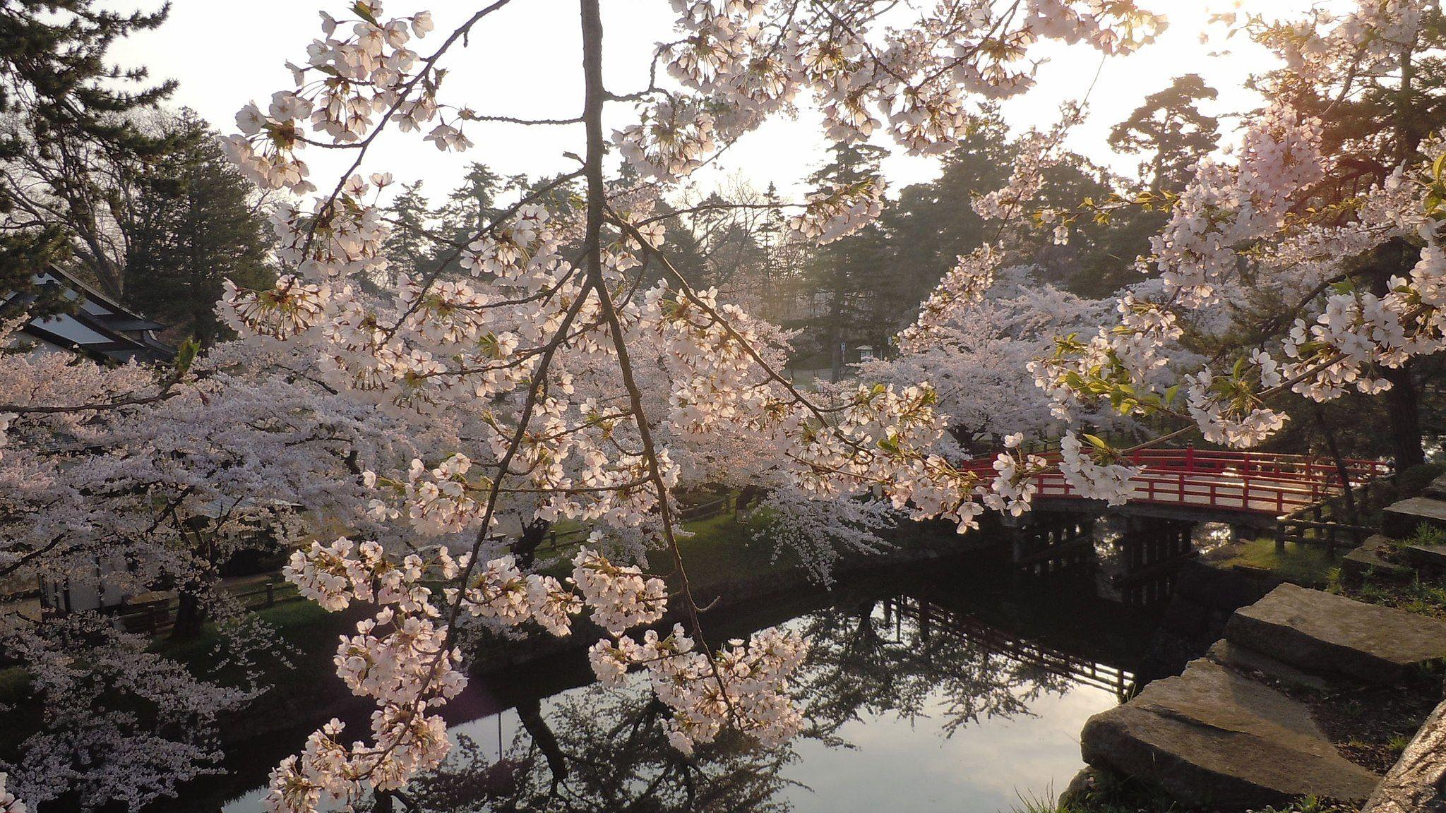 Hirosaki Park during Cherry Blossom Season