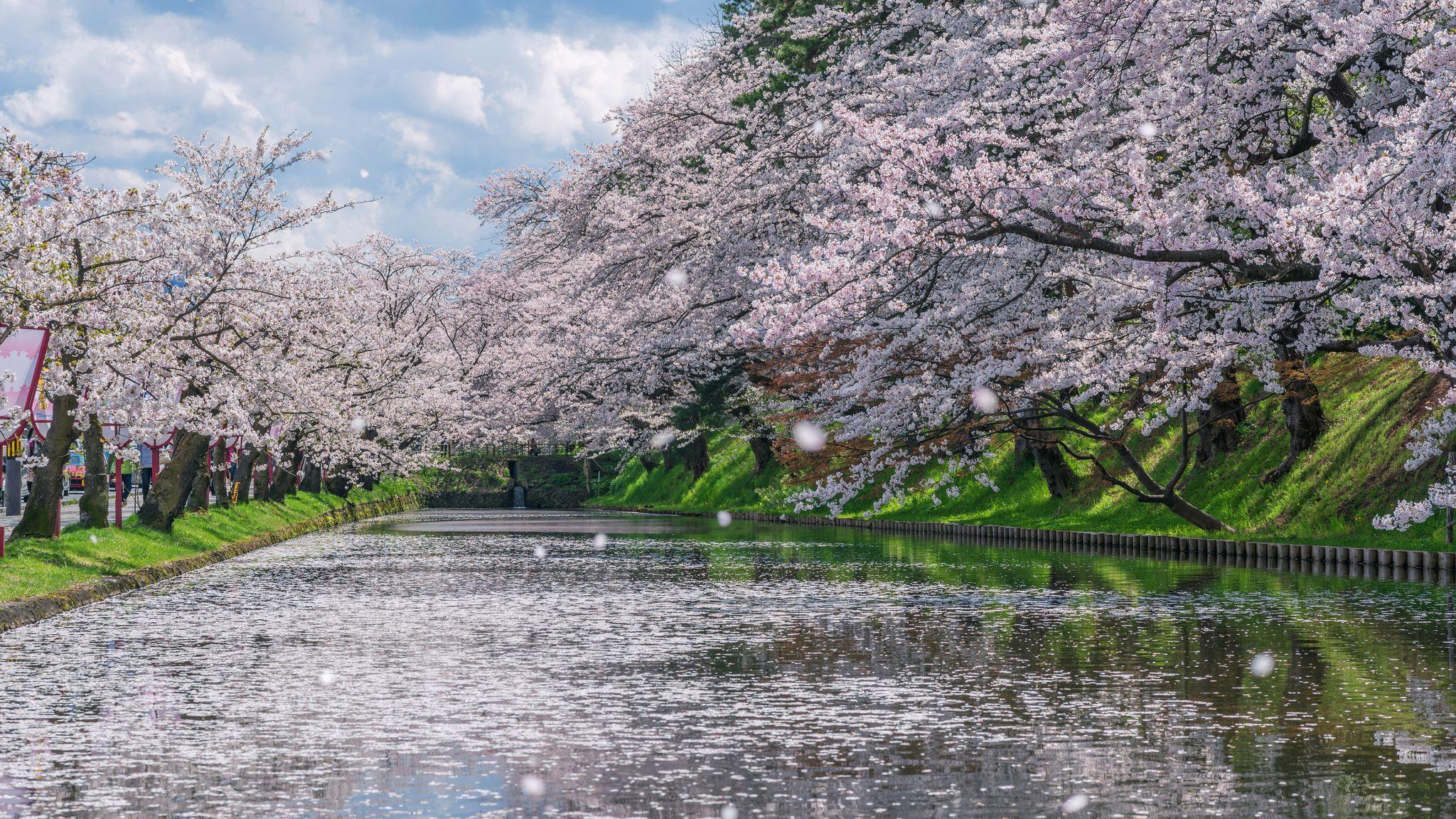 Cherry Blossom at Hirosaki Park