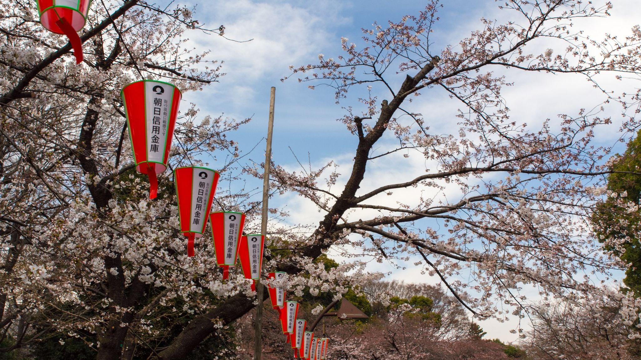 Ueno Park during Cherry Blossom season