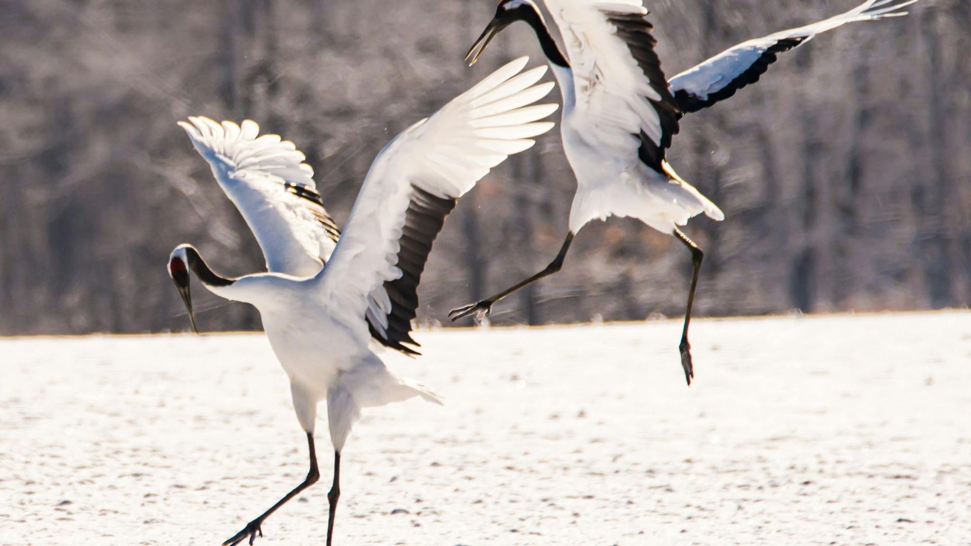 Dancing Crane Birds