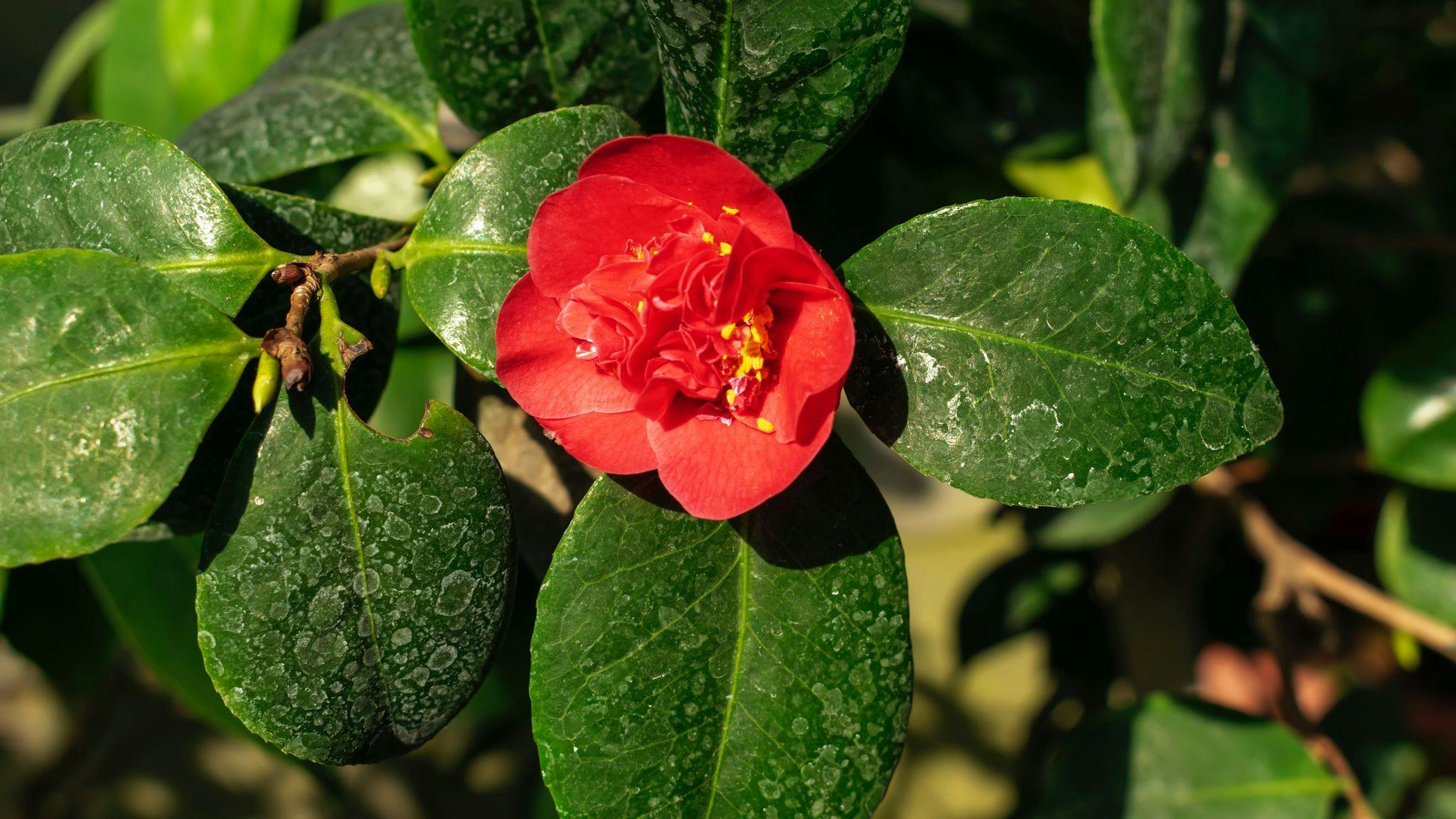 Japanese Camellia - symbolic image