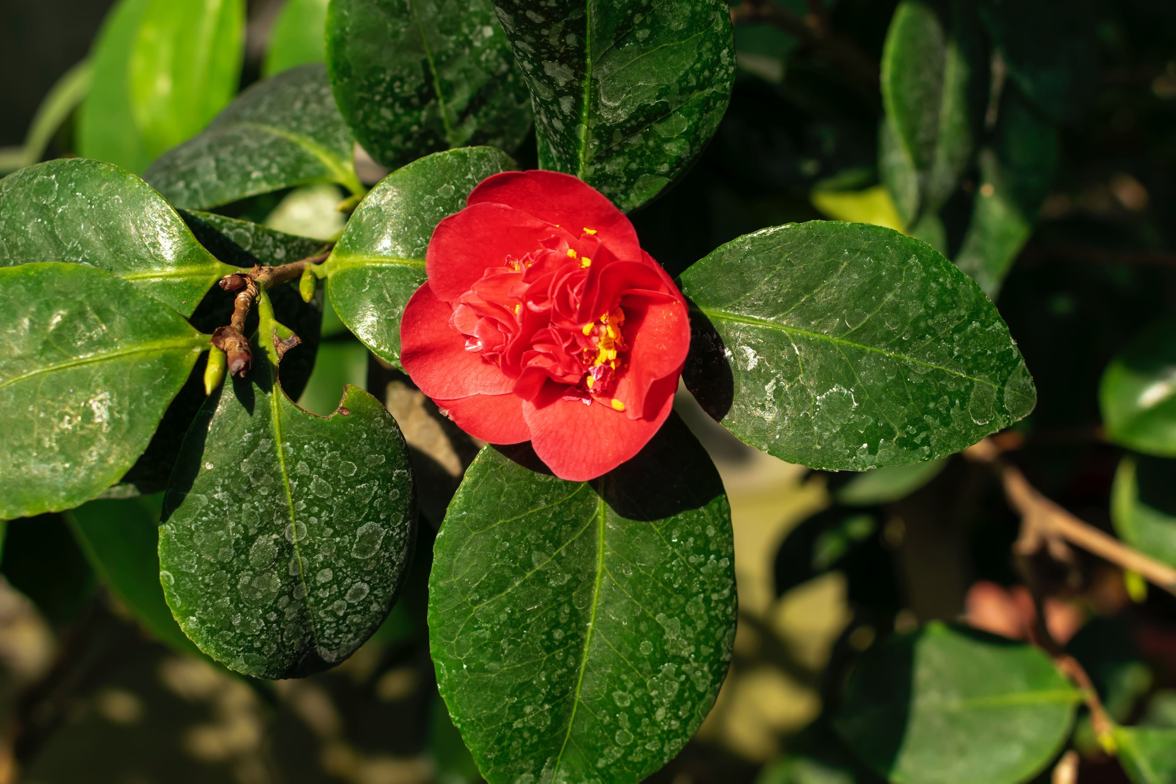 Japanese Camellia - symbolic image