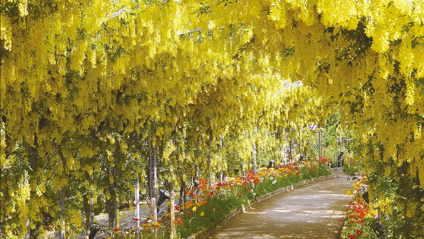 Yellow Wisteria at Ashikaga Flower Park
