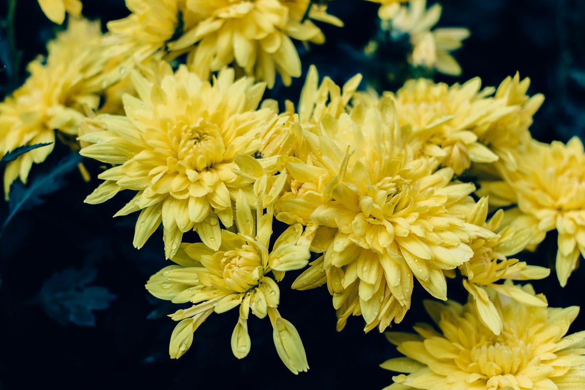 Chrysanthemum Flowers