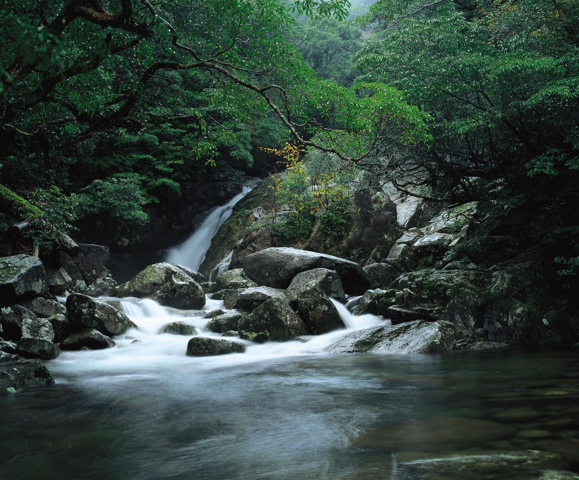 Yakushima Island