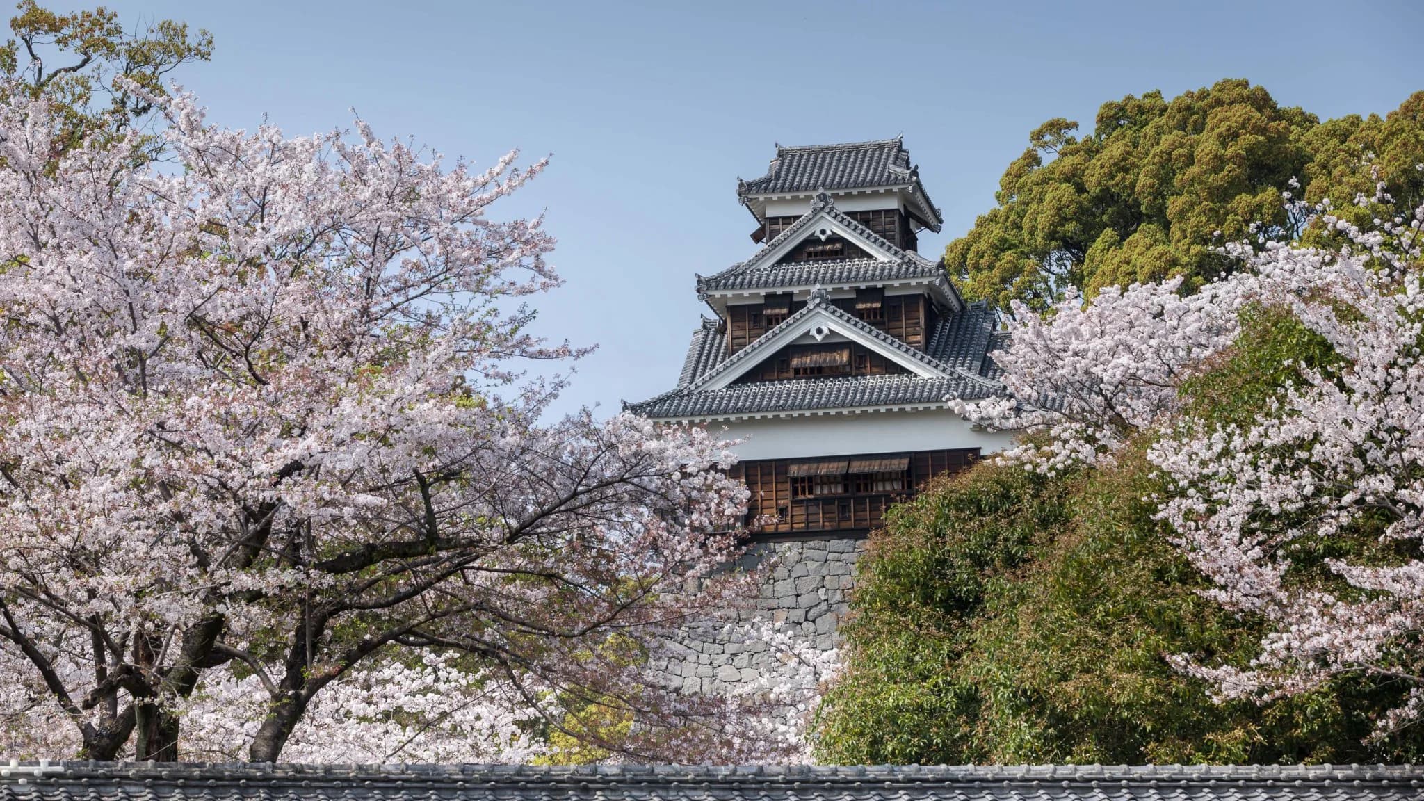 Kumamoto Castle in cherry blossom season