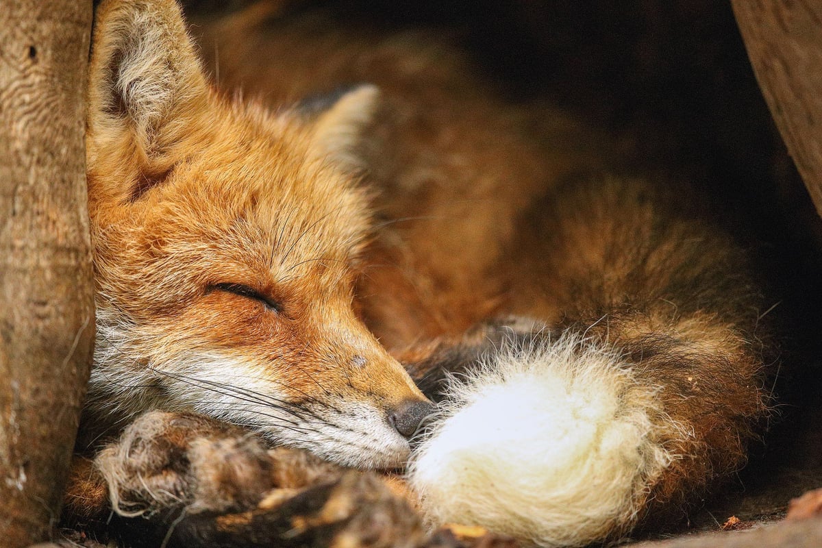 Sleeping Red fox at Zao Fox Village