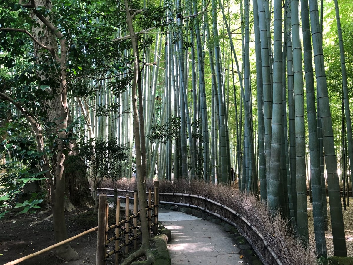 Bamboo forest in Hōkokuji Temple