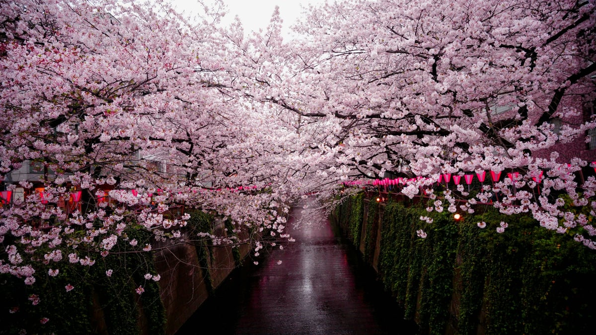 Cherry Blossom