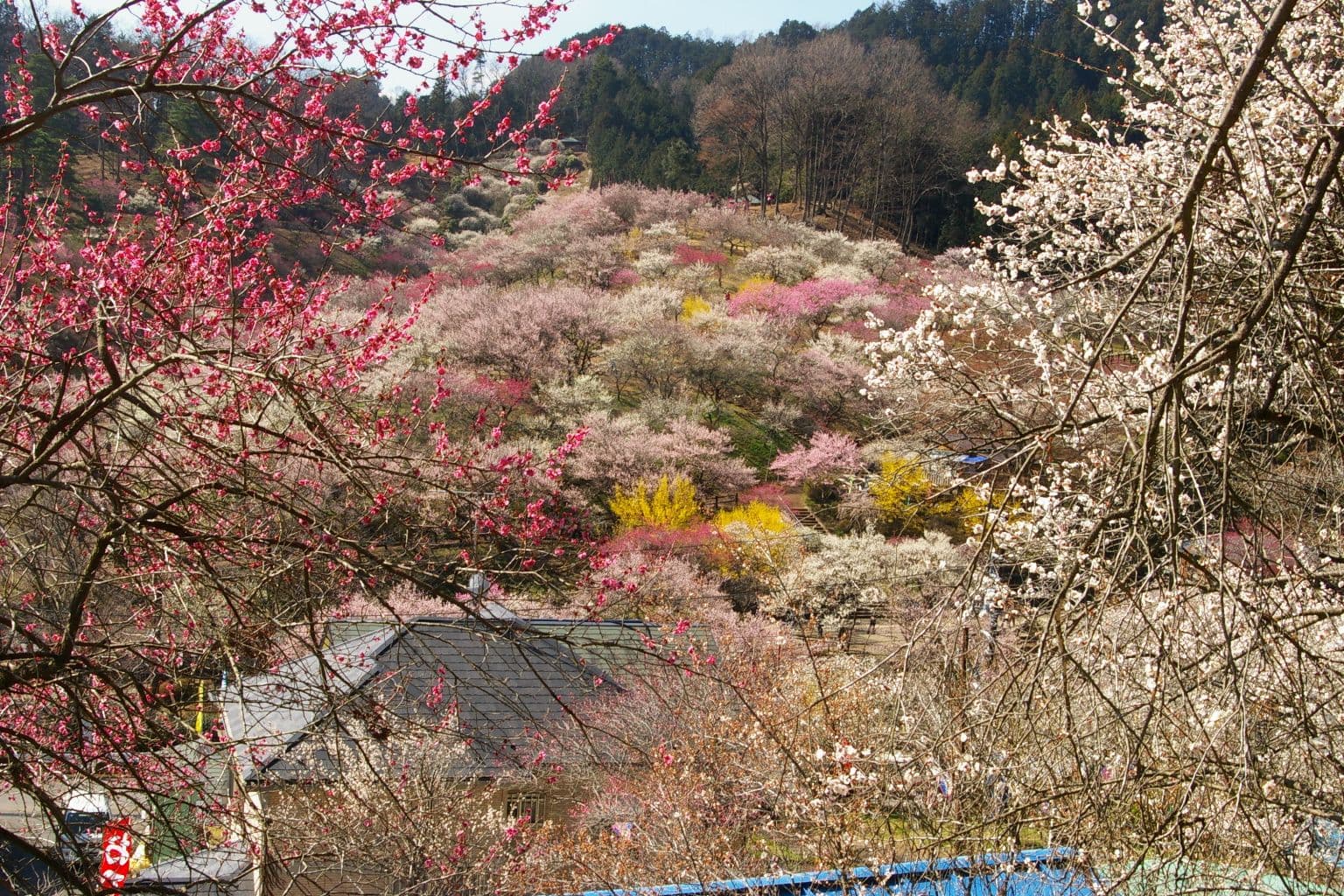 Yoshino Baigō Plum Blossom Festival