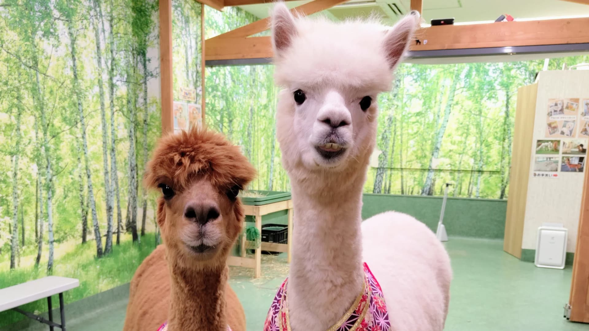 Alpaca fureai land