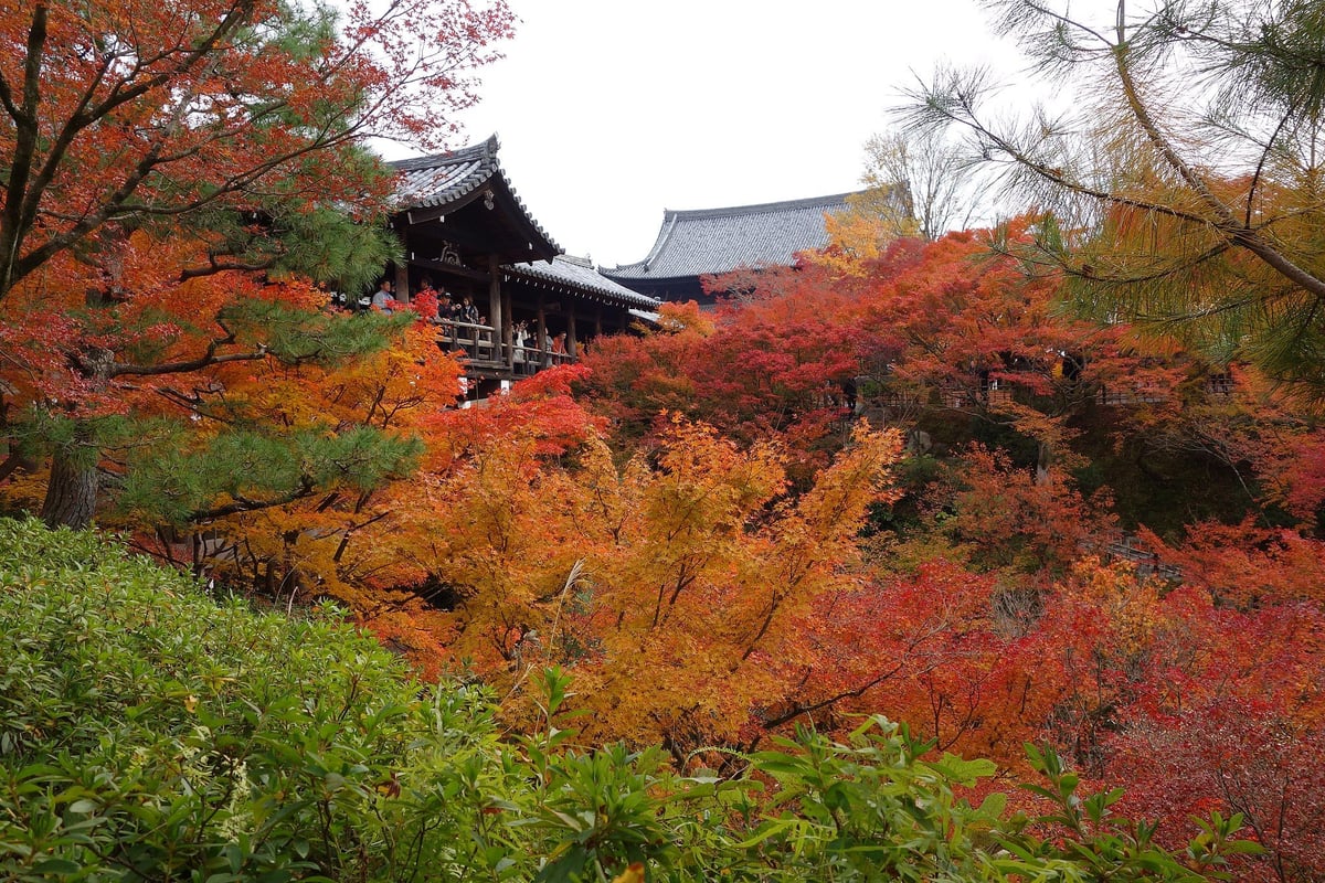 Maple trees in autumn foliage around Tsūten-kyō