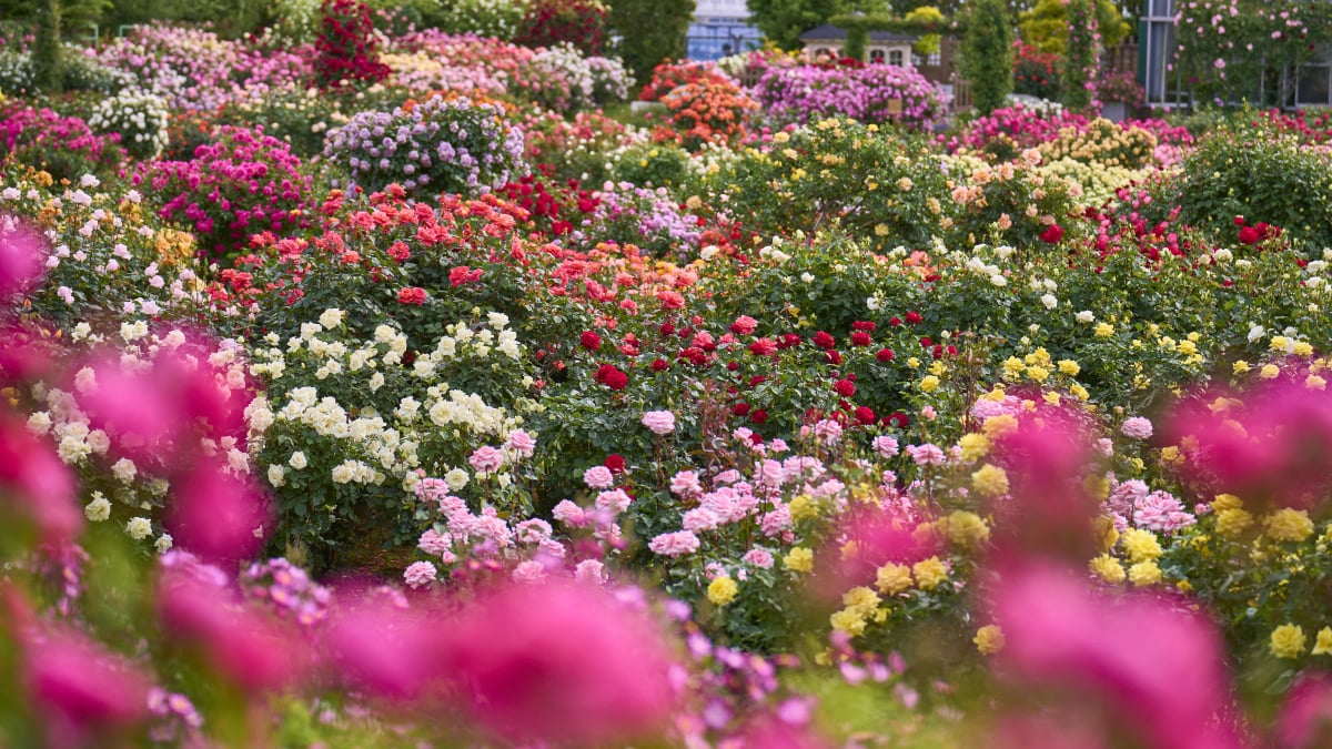 Keisei Rose Garden