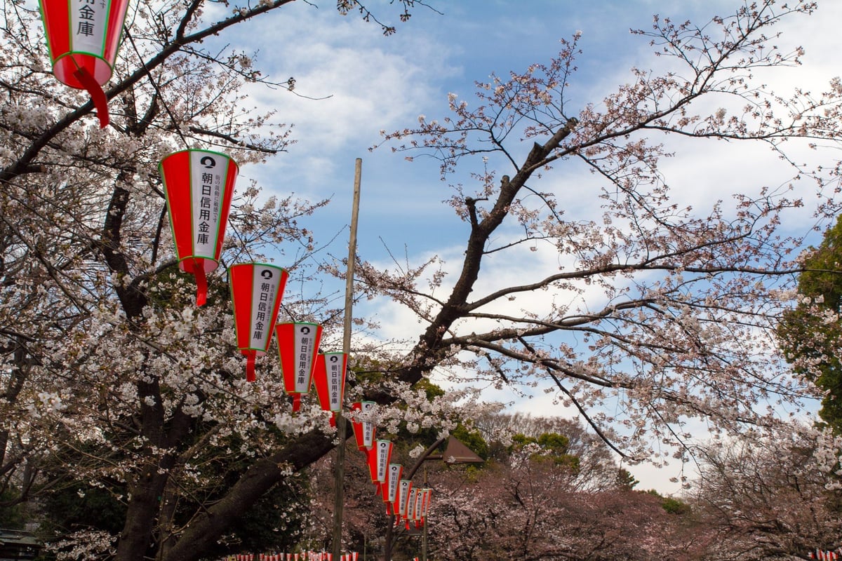 Ueno Park during Cherry Blossom season