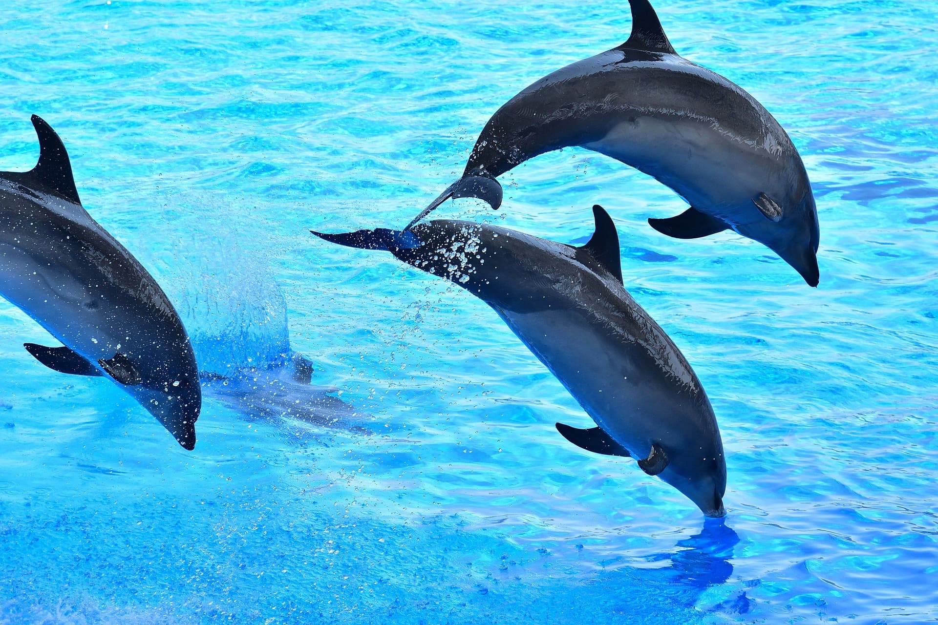 Port of Nagoya Public Aquarium