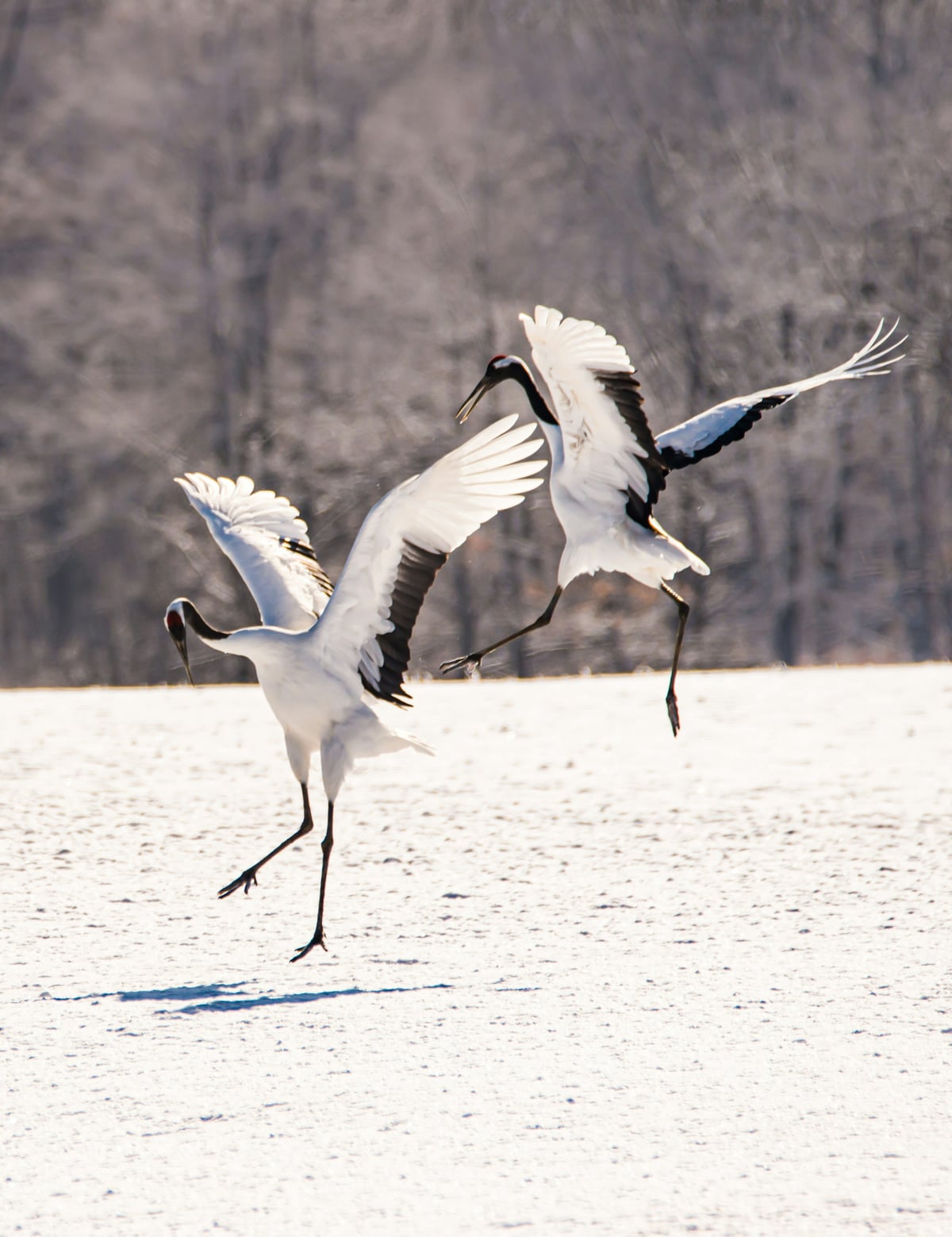 Dancing Crane Birds