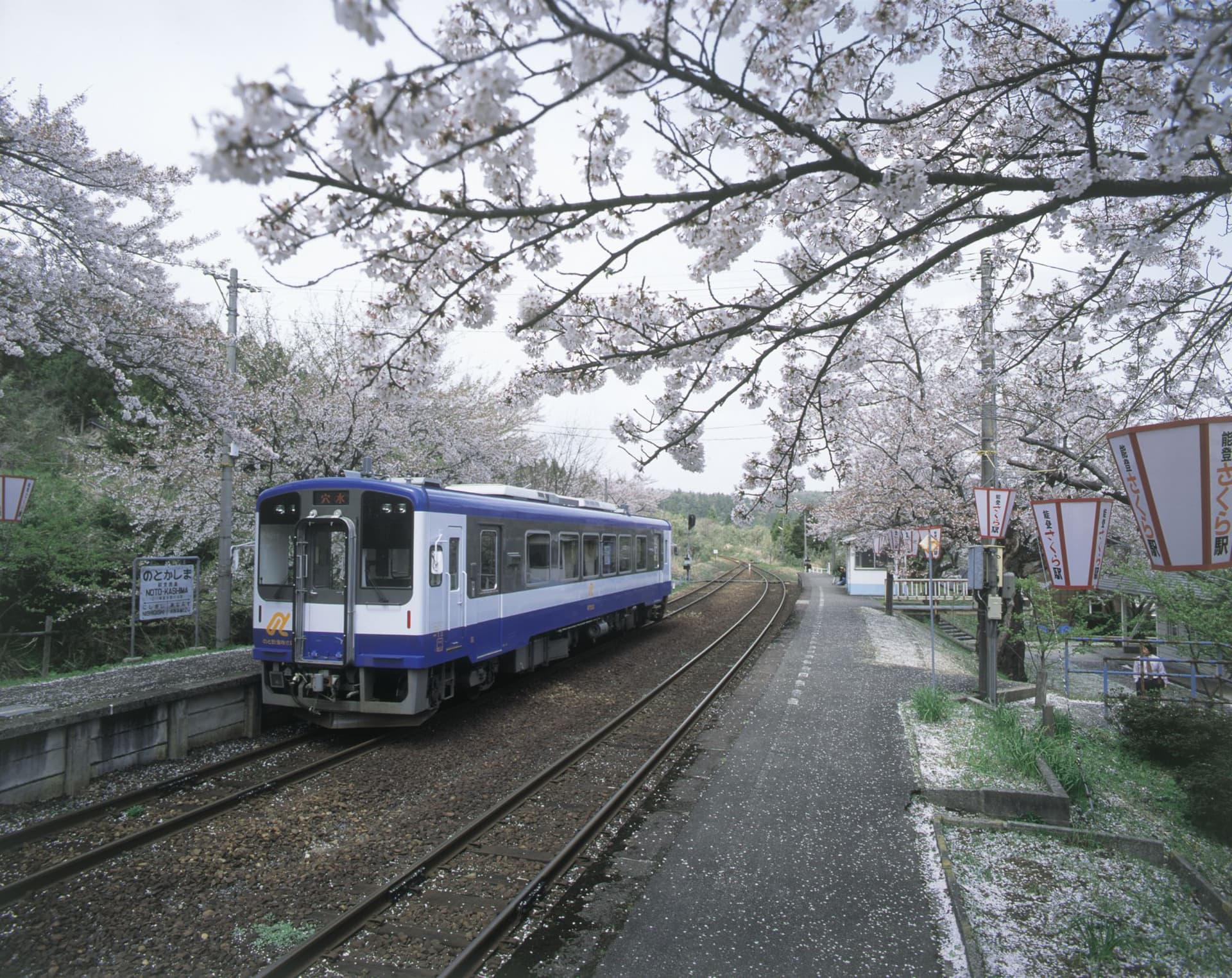 Noto-Kashima Station Cherry Blossoms