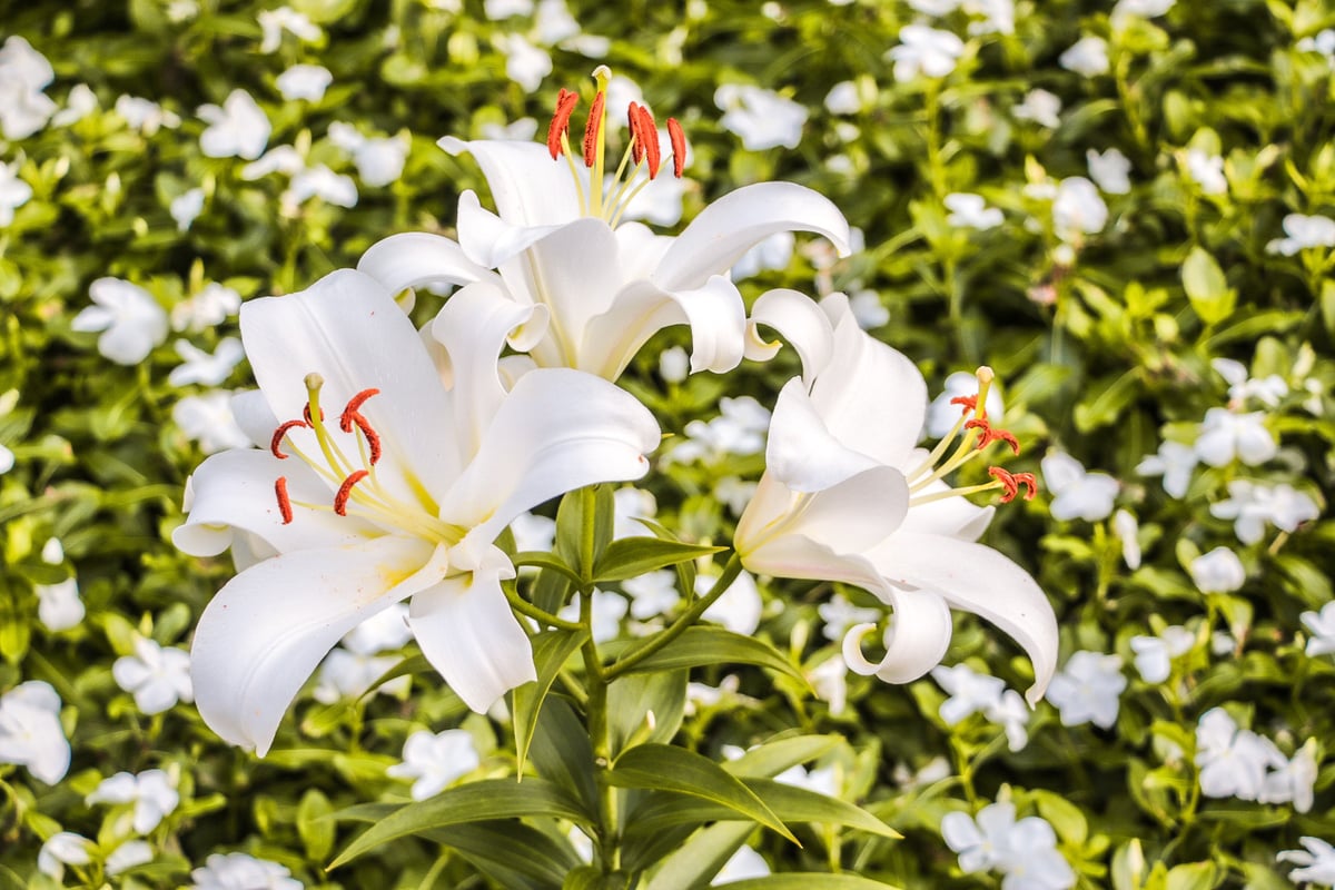 Lily field - symbolic image