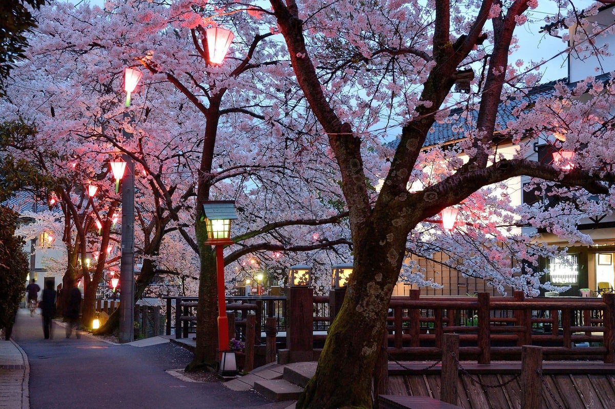 Kinosaki Onsen during Cherry Blossom Season
