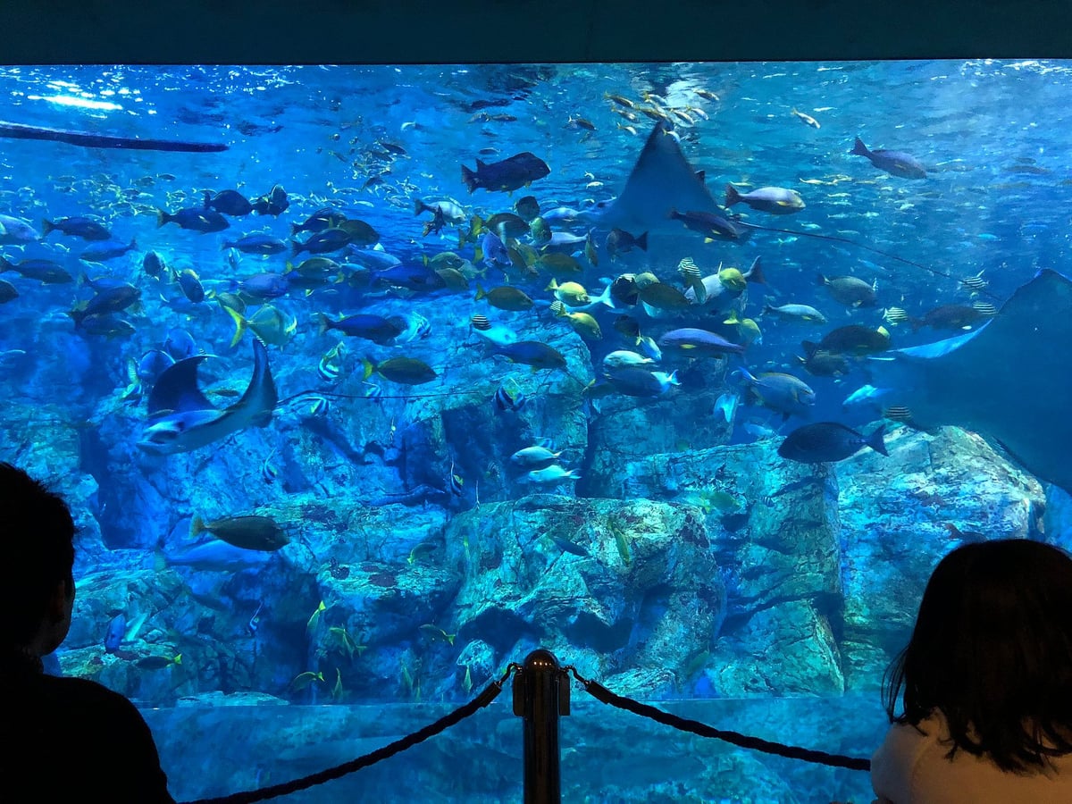 Oita Marine Palace Aquarium "Umitamago"