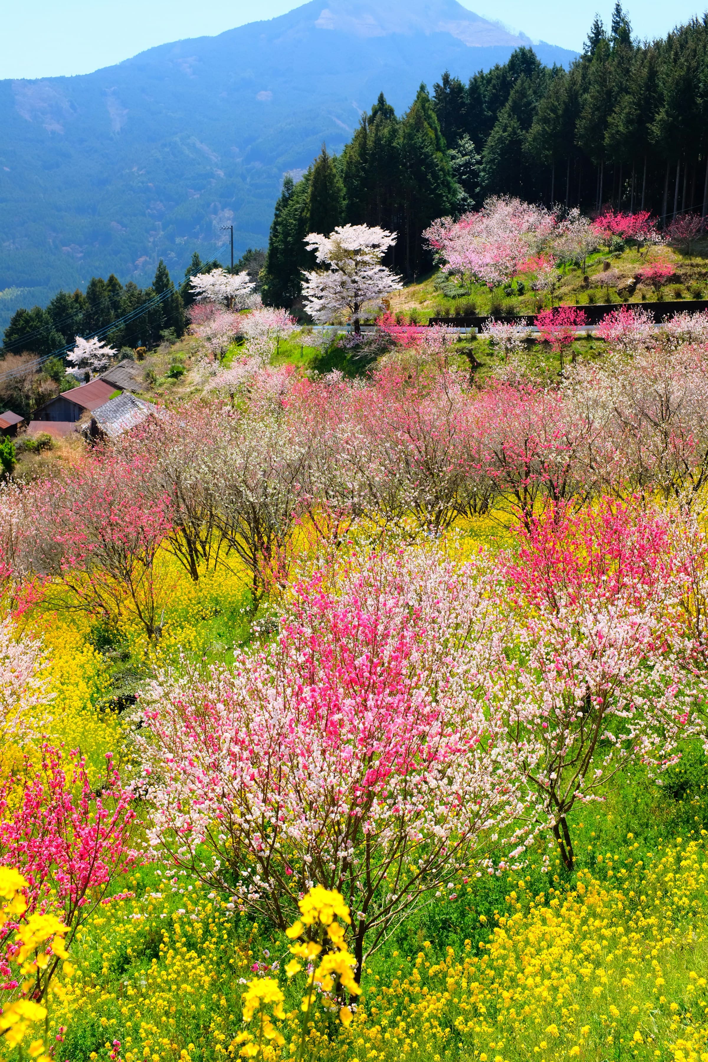 Spring in Kumakōgen